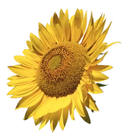 WEBP