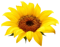 WEBP