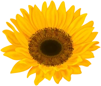 WEBP