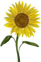 WEBP