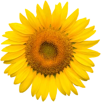 WEBP