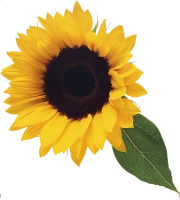 WEBP