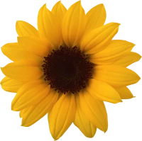 WEBP