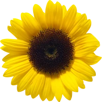 WEBP