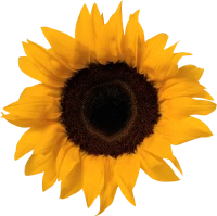 WEBP