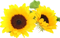 WEBP