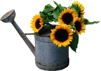 WEBP