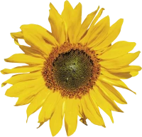 WEBP