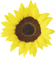 WEBP