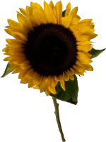 WEBP