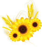WEBP