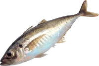 WEBP