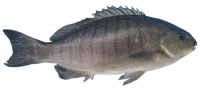 WEBP
