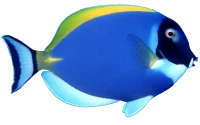 WEBP