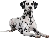 WEBP
