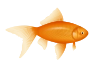 WEBP
