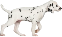 WEBP