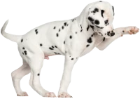 WEBP