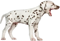 WEBP