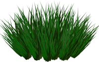 WEBP