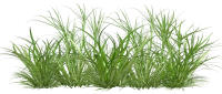 WEBP