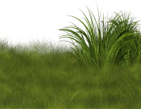WEBP