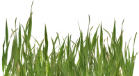 WEBP