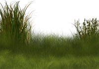 WEBP