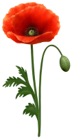WEBP