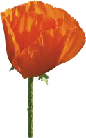 WEBP