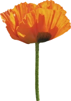 WEBP