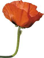 WEBP
