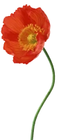 WEBP