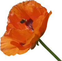 WEBP