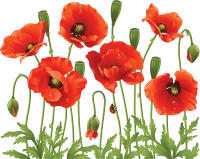 WEBP