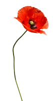 WEBP