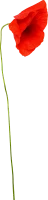 WEBP