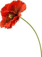 WEBP