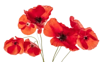 WEBP