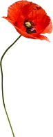 WEBP
