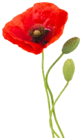 WEBP