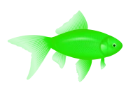 WEBP