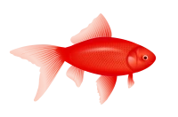 WEBP