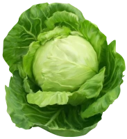 WEBP