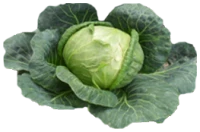 WEBP