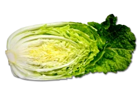 WEBP
