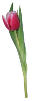 WEBP