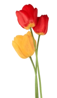 WEBP