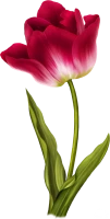 WEBP