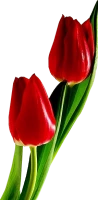 WEBP